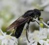 Pipiza sp.
